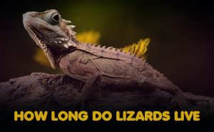 How long do lizards live?